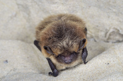 The northern bat - eptesicus nilssonii