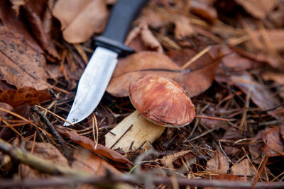 Close-up of mushroom growing on field