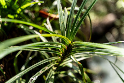 Close-up of fresh green plant