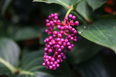 Close-up of pink flowering plant