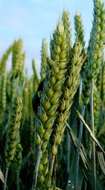 Close-up of crops on field