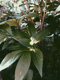 Close-up of leaves against blurred background