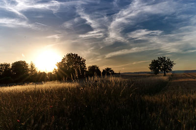 Plants growing on field against sky during sunset