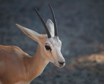 Close-up of deer