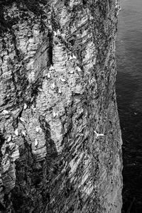 Close-up of tree trunk by sea