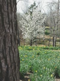 Plants growing on field