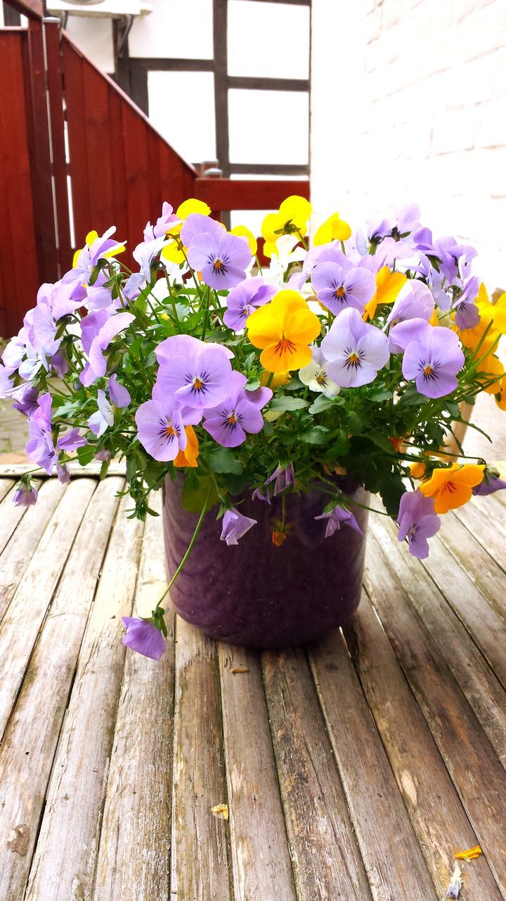 freshness, flower, fragility, close-up, growth, yellow, flower head, plant, beauty in nature, blossom, petal, selective focus, springtime, botany, purple, flower pot, nature, in front of, no people, day, bunch of flowers, flower arrangement, in bloom, multi colored, vibrant color, house plant