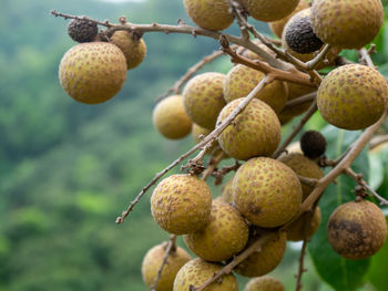 Close-up of fruits growing on tree