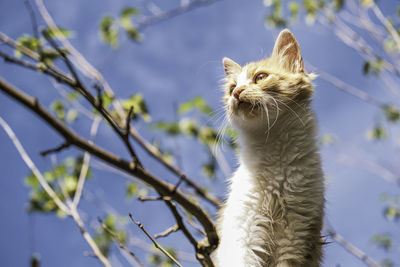 Close-up of a cat