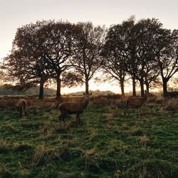 View of horse grazing in field