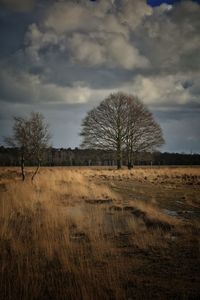 Bare tree on field against sky