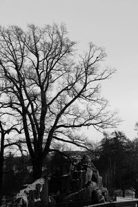 Low angle view of tree against clear sky