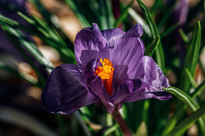 Close-up of purple iris