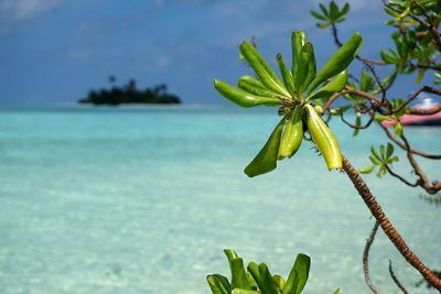 Close-up of plant against sea