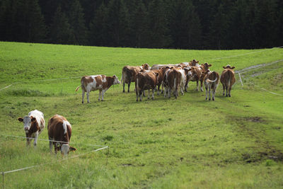 Herd of cows in the alps walking up to higher grasslands