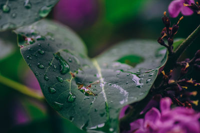 Close-up of wet plant leaves