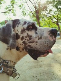 Close-up of a dog looking away