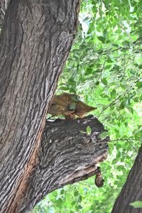 Close-up of lizard on tree trunk