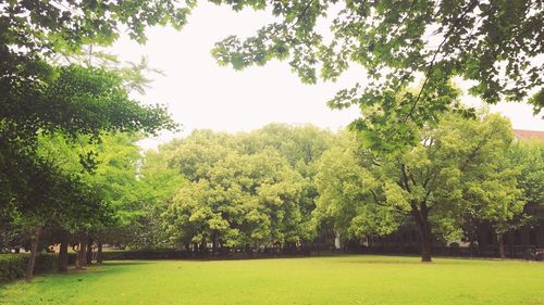 Trees on field against sky