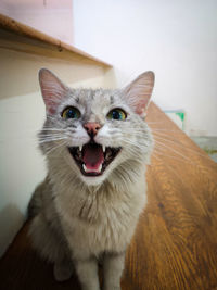 Close-up portrait of a cat at home