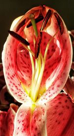 Close-up of red flowers