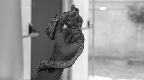 Veterinary professional handling a non-venomous snake known as the corn snake during a class