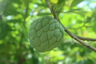 Close-up of fresh green plant. custard apple. srikaya