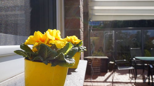 Close-up of yellow flower pot against window