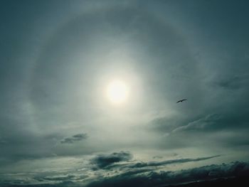 Low angle view of bird flying in sky