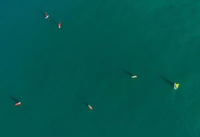 Flock of birds flying over sea