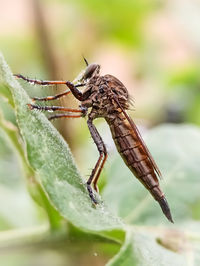 Close-up of insect
