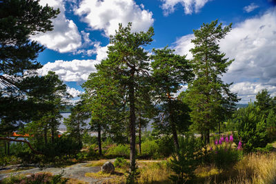 Trees against sky