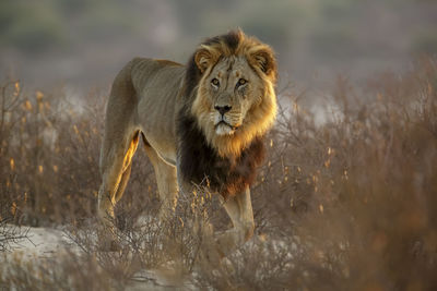 Lioness sitting on field