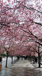 Pink flowers blooming on tree