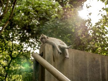 Low angle view of monkey on tree