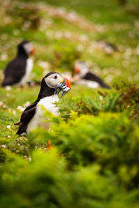 puffin with a