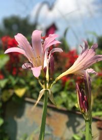 Close-up of pink flowers blooming outdoors