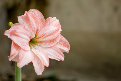 Close-up of pink flower