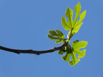 Low angle view of plant against clear blue sky