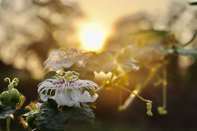 White passiflora foetida flower are blooming in the forest