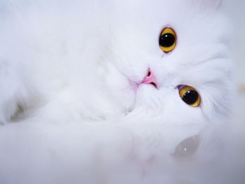 Close-up of a cat