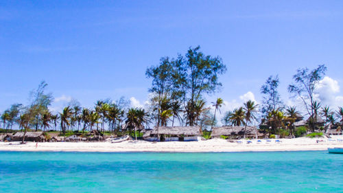 View of palm trees on beach