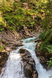 River flowing through forest