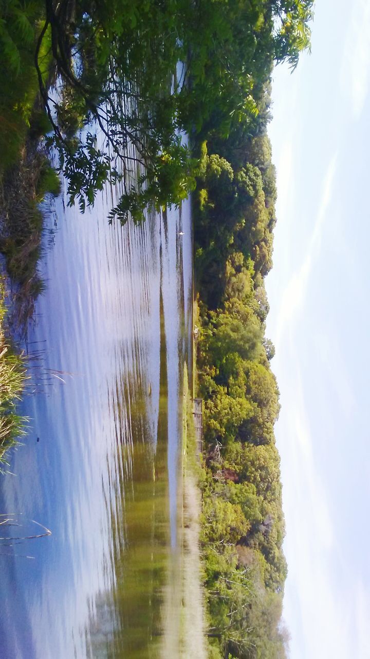 SCENIC VIEW OF FOREST