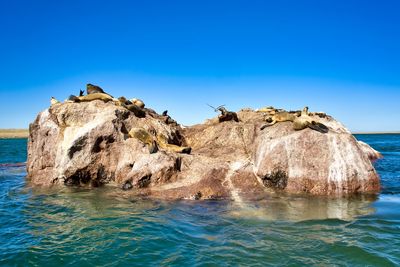 Puerto deseado, sea lions on an islet - male with harem of females and baby