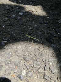 High angle view of insect on rock