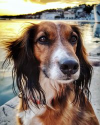 Close-up portrait of dog