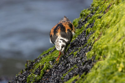 Close-up of bird perching on rock