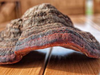 Close-up of lizard on man