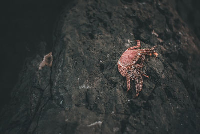 High angle view of insect on rock